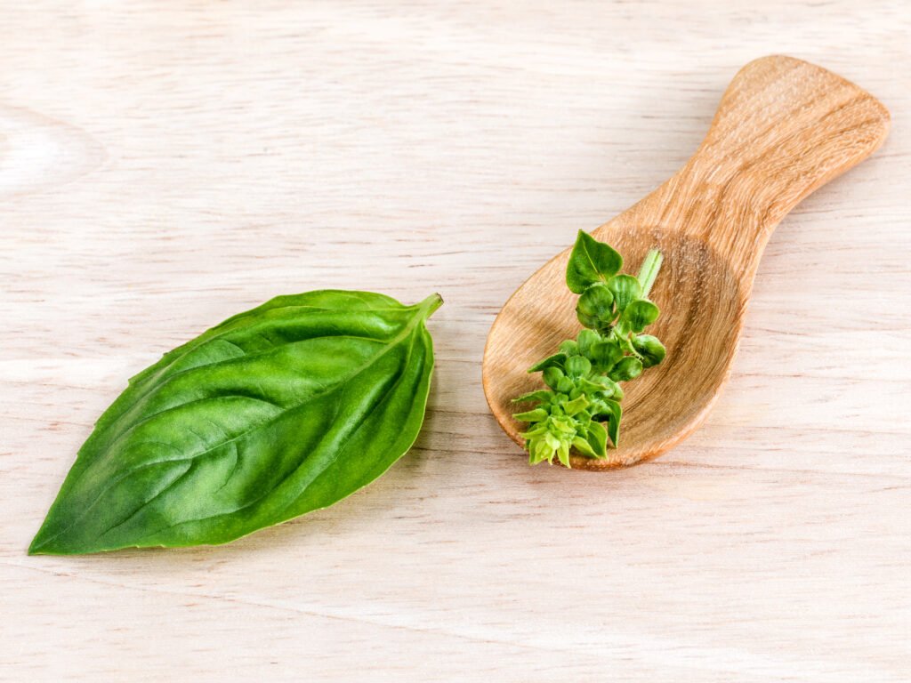fresh organic sweet basil leaves and flower with wooden spoon